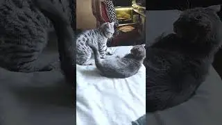 УХИ, ухи...