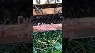Гибель роя пчел в ловушке.👇Тележки для пасеки на любой вкус и кошелек.Описание.👇