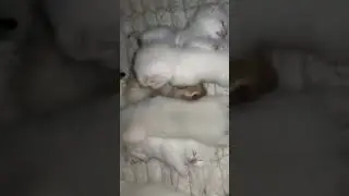 Вечерние игры #смешныеживотные #cat #yourcat #kitten #catlover #шотландскиевислоухиекотики