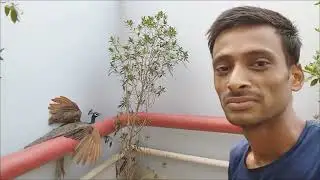 Mor ko bacha liya ! i saved him नहीं तो क्या हो जाता।