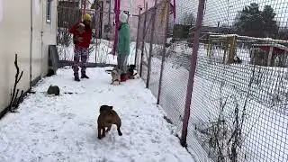 Зоогостиница Петрозаводск