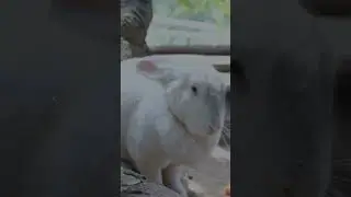 Adorable Rabbit Cleaning Its Ears - You Won't Believe How Cute!