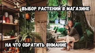 Выбор растений в магазине / как не принести с собой проблемы в горшке / мои советы при выборе