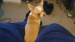 One of Yoda's favourite places to sit.