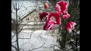 Что такое выгонка тюльпанов