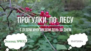Прогулки по лесу. День за днем с дедом Многоведом. 25 июля 2024г. Эпизод 832.