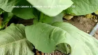 Desdemona, Awa, Cuba 4, Marylend, Madole Dark, ВМС, Marylend Mammoth, Трапезонд Красноцветковый