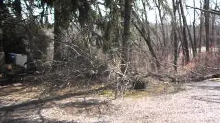 Tree 3
