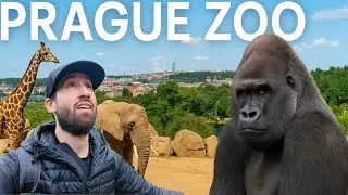 Exploring Prague Zoo, One of the Best in the World!