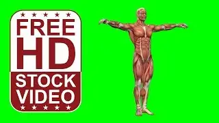 Free Stock Videos – human body muscular system 3D model rotating on green screen animation
