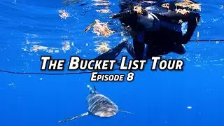 The Bucket List Tour: MIAMI SHARK DIVE