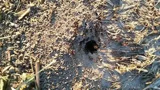Ants - moments of life - from a different angle - Part 2 🌳🐜🌿