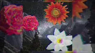New Bloom - Cruiser