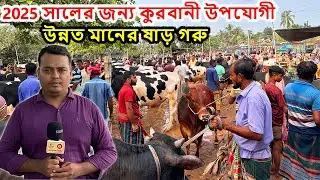 2025 সালের জন্য কুরবানী উপযোগী উন্নত মানের ষাড় গরু কম দামে কিনুন
