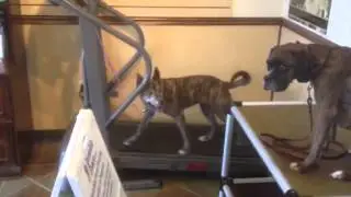 Doggie fitness