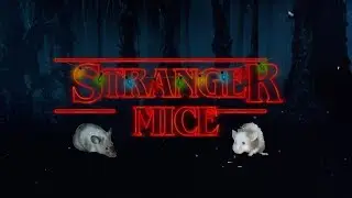Stranger Mice | Random Fun