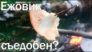 Гриб ежовик - съедобный, или это ложная лисичка? Проверяем на себе!
