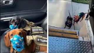 This Fedex Driver Takes His Puppies On Deliveries With Him After Their Daycare Closes