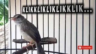 KLIK KLIK / PRENJAK KLIK GACOR !!