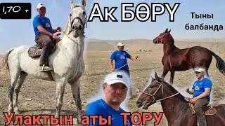 АК БӨРҮ ЧОҢ АТ 1,70 улагы таамай аттар ТЫНЫ БАЛБАНДА ТУРАТ