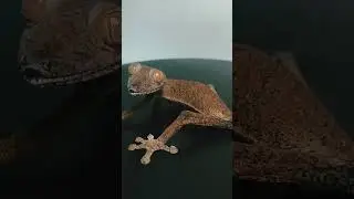 Хотели бы подружиться с Геной? 