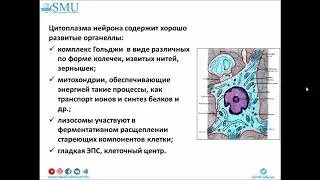 Нервная ткань  ЛЕКЦИЯ