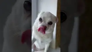 Где же мои вкусняшки?!!!