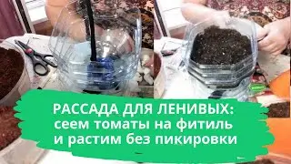 Seedlings for the lazy: sowing tomatoes on a wick and growing without picking