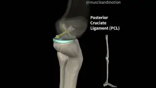 PCL Anatomy and function 🤓
