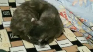 Девочка гладит киску