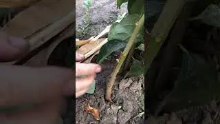Саженцы хурмы. Прививка под кору.