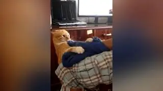 Мстительный кот Cat's revenge