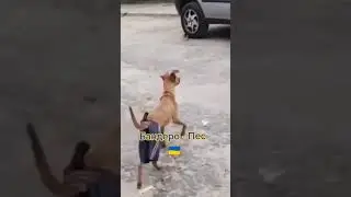 #Shorts #украина#россия #война#окупация#зеленский#путин #fyp #fypシ