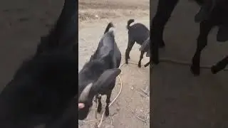 male goat attacking on me #shorts