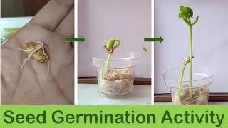 Seed Germination Activity For Kids - Factors Affecting Germination Of Seed - EVS Experiment