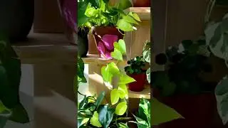 petite edhit botanique