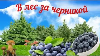 Как собирают чернику. Сбор ягод в белорусском лесу