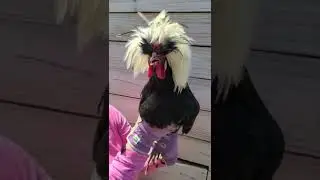 Big Z the Polish Chicken