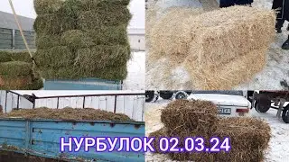 СОМОН БЕДА МОШ ПРИС ЯНТОК МАЙДАСИ НАРХЛАРИ 02.03.24 САМАРКАНД В НУРОБОД ШАХАР РЕКЛАМА 📠 901998090 🤝
