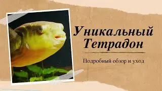 Пустить в дело зубастого Тетрадона: Видеообзор