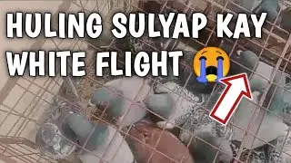 Asan kana white flight??