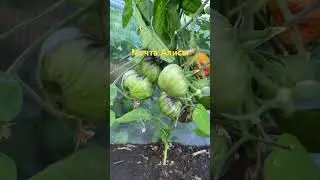 Мечта Алисы - биколлор с антоцианом