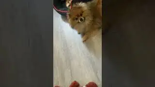Come watch my Pomeranian father & son play together #dog #dogplaying