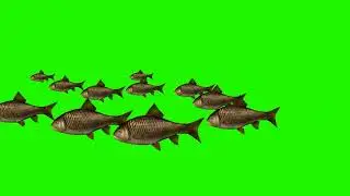 Fish Green screen-green screen video