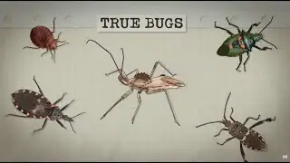 What Makes a Bug a True Bug?