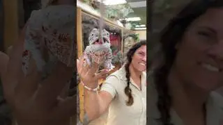 This panther chameleon is a big boy with an even bigger appetite!😂😋