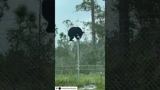 Паркан - не завада #nature #bear #shorts #shortsvideo