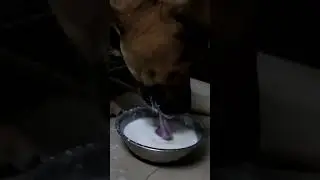 dog drinking milk in slow motion#slowmotion #dog #desi