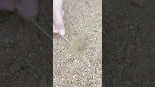 🦁 La hormiga león 🐜