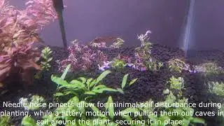 Rotala Macrandra Butterfly Mini  Unboxing, Prepping and Planting @ThePlantGuy